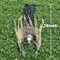 65 Inch Halloween Decorations Skeleton, Halloween Prop for Halloween Outdoor, Lawn, Yard, Patio Decoration, Graveyard Haunted House Decorations